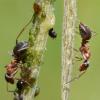 Formica rufibarbis
